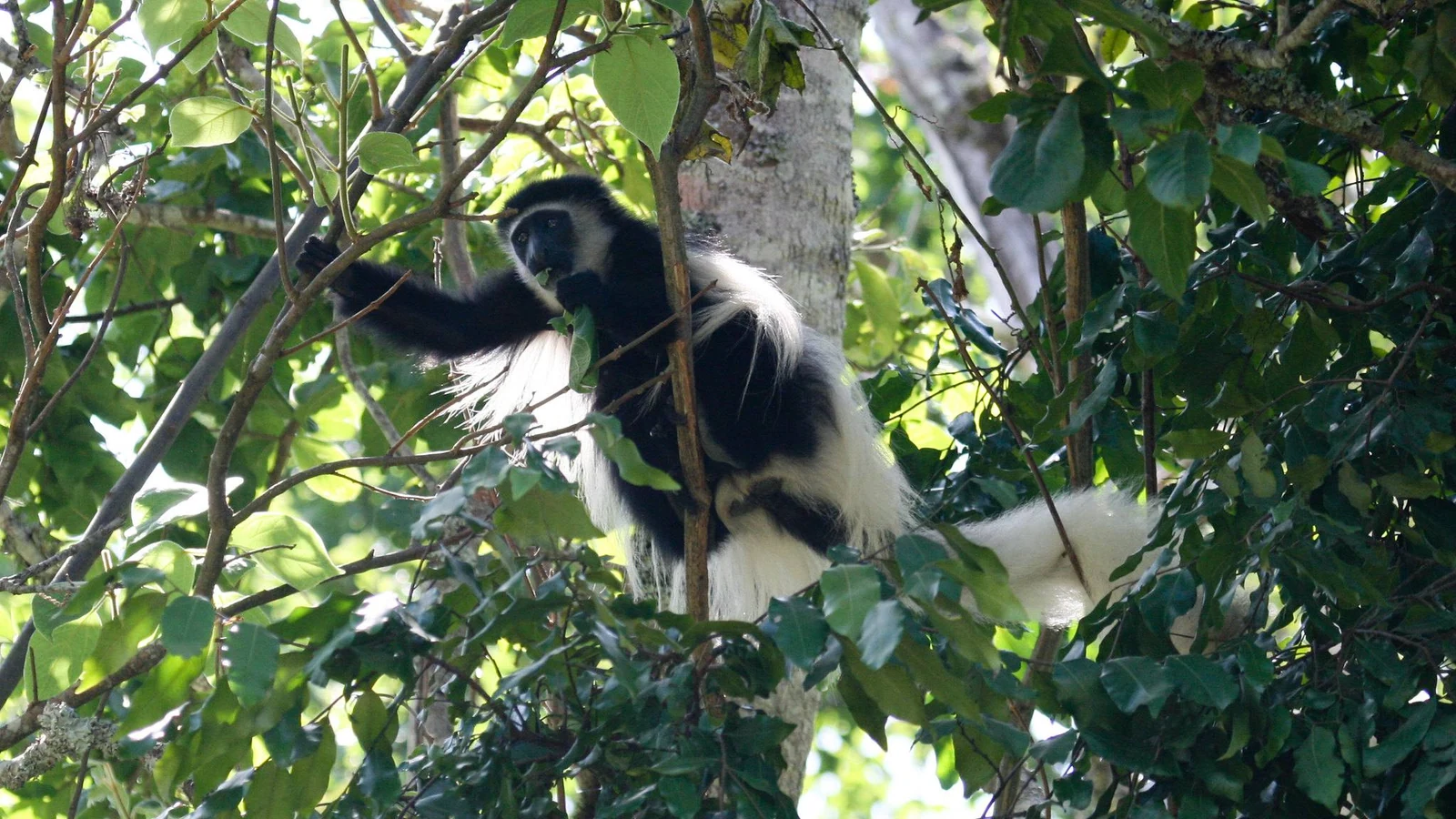 White Colobus in Arusha National Park